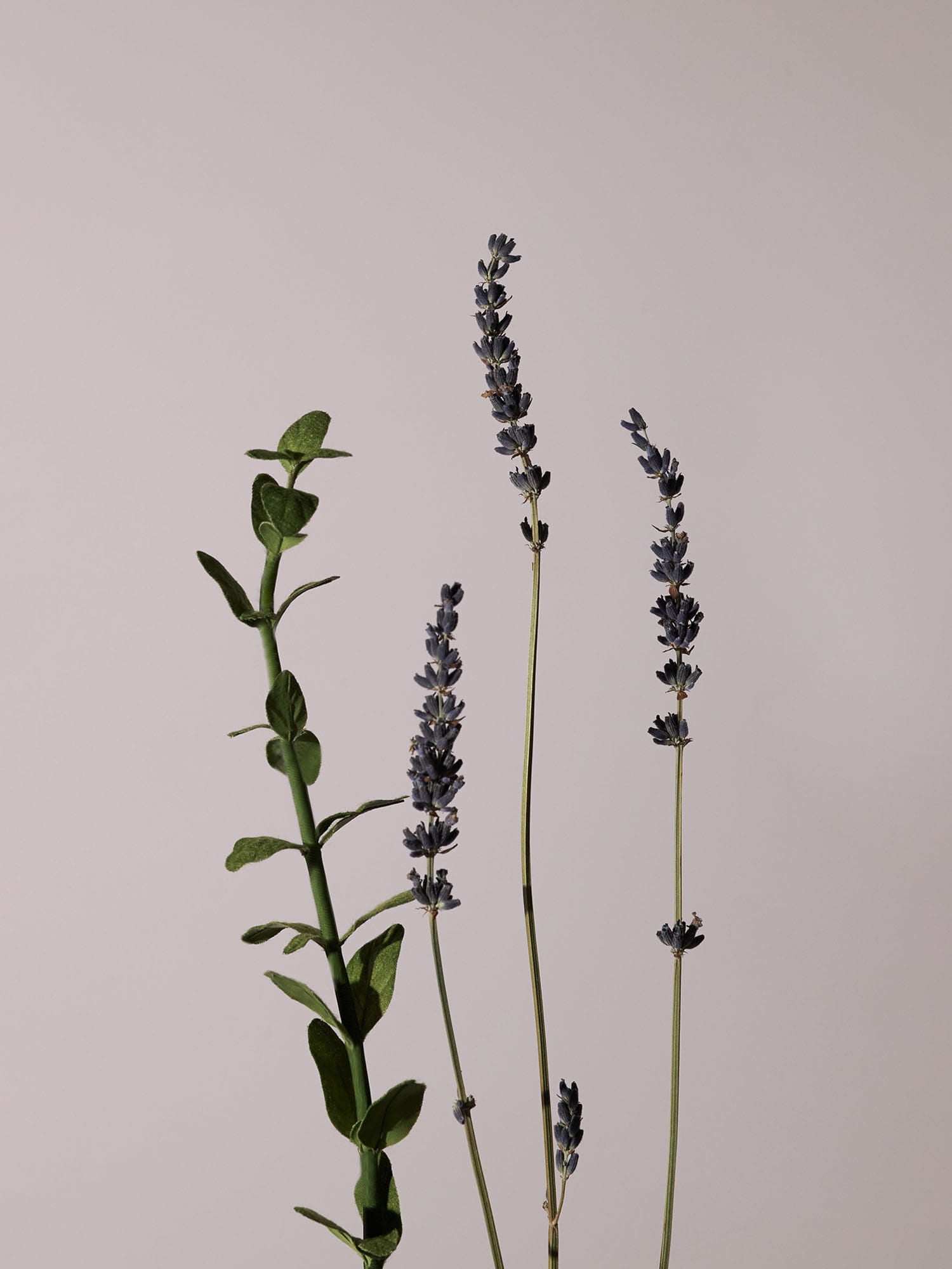 AROMATICA - Serene Body Wash Lavender & Marjoram