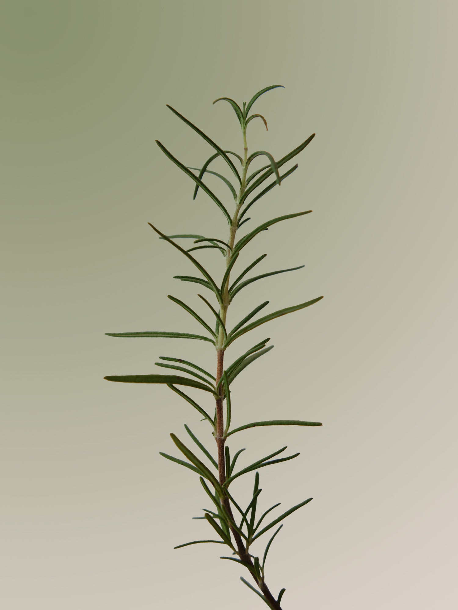 AROMATICA - Rosemary Scalp Scrub