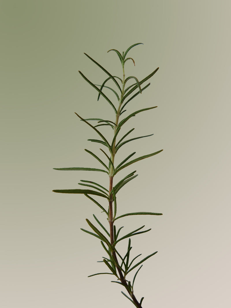 AROMATICA - Rosemary Scalp Scrub, vista alternativa